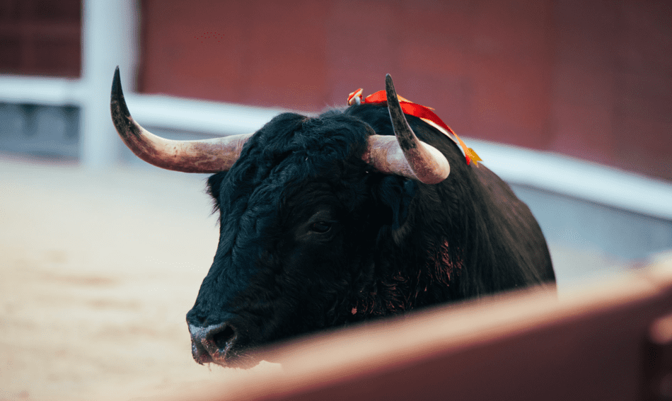 torero haciendo un pase al toro